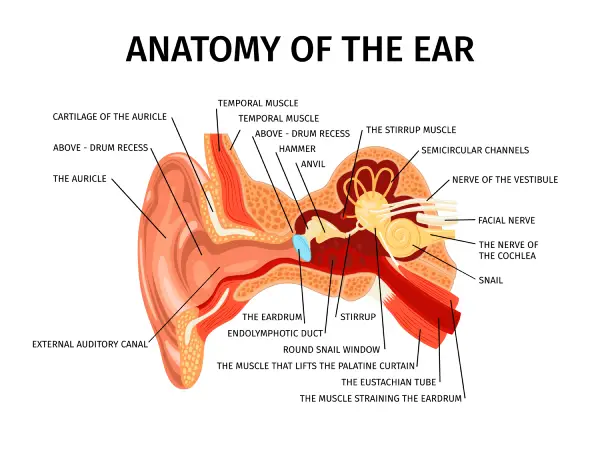 Anatomía del oído