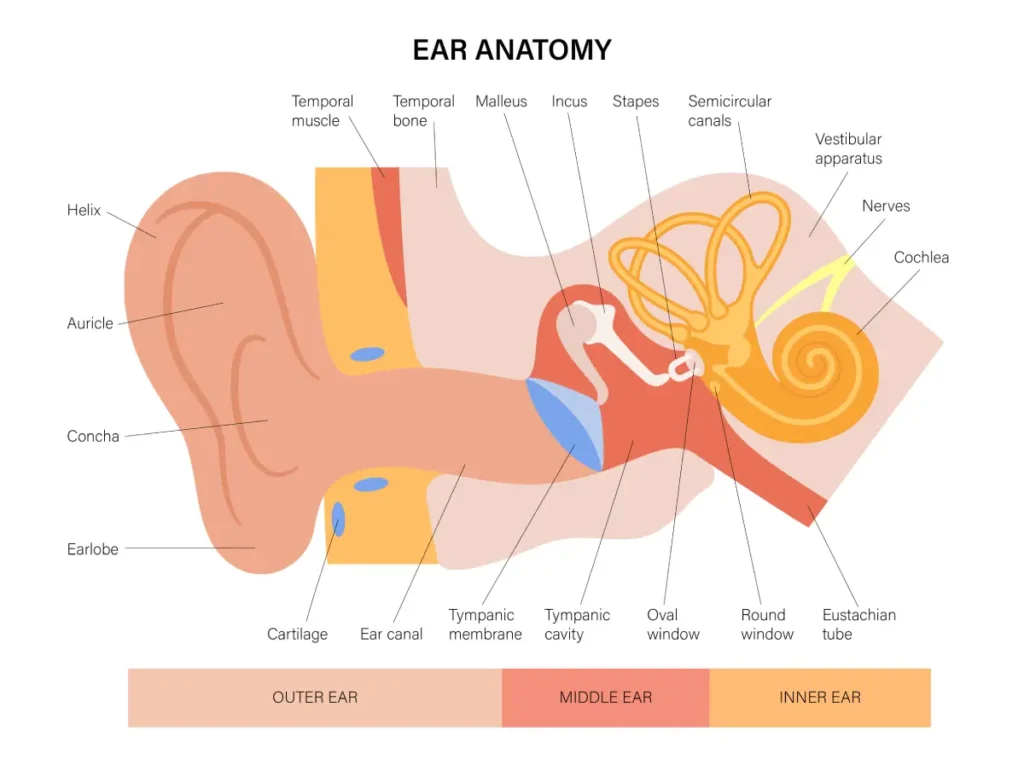 Partes del oído: externo, medio, interno